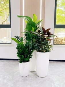 宁波镇海盆景出租，让绿意点亮每个角落