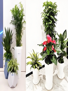 江北绿植出租，给您的环境注入满满的自然活力！